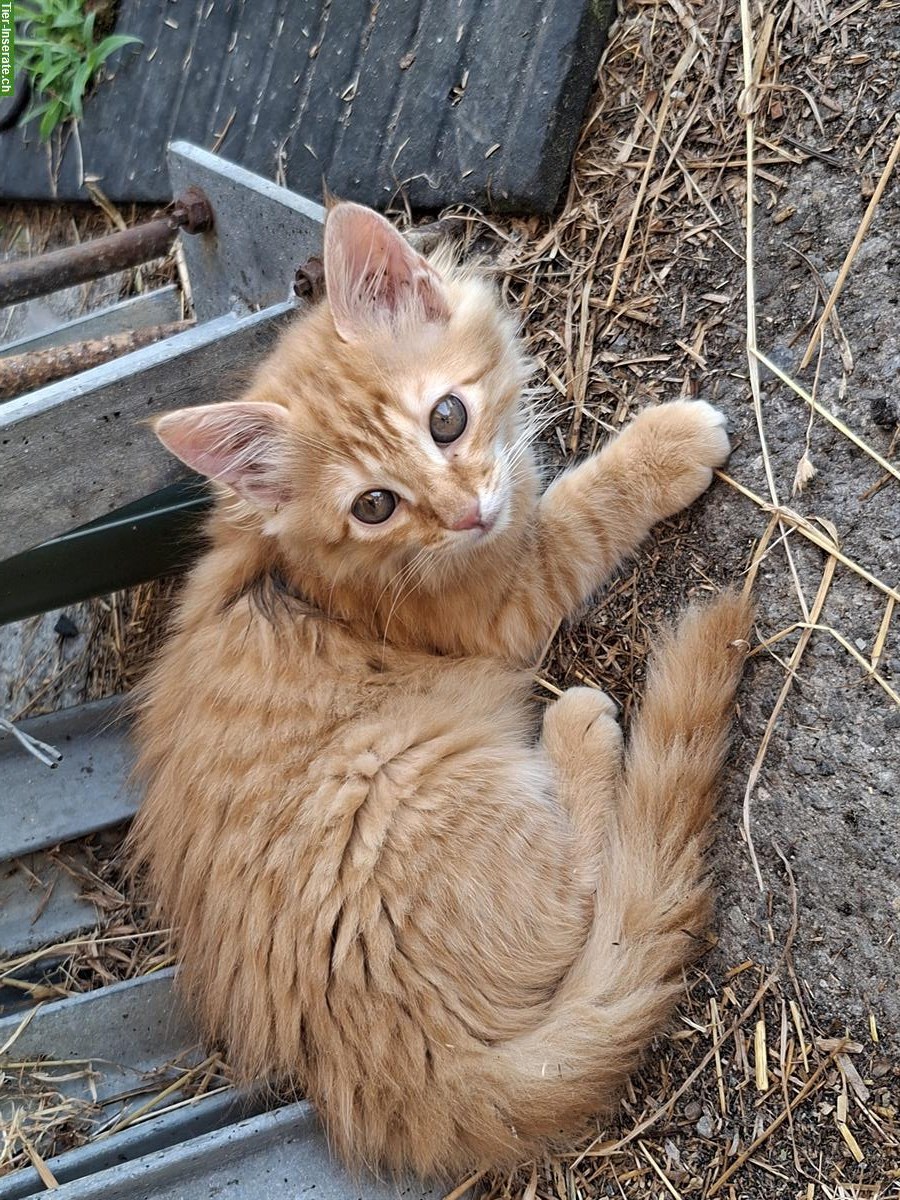 Bild 3: 2 junge Langhaar Kater ab sofort abzugeben