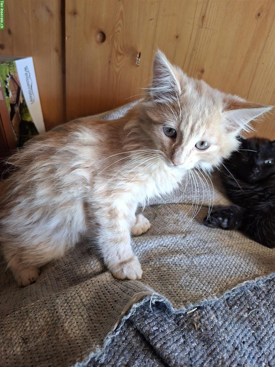 Bild 5: 2 junge Langhaar Kater ab sofort abzugeben