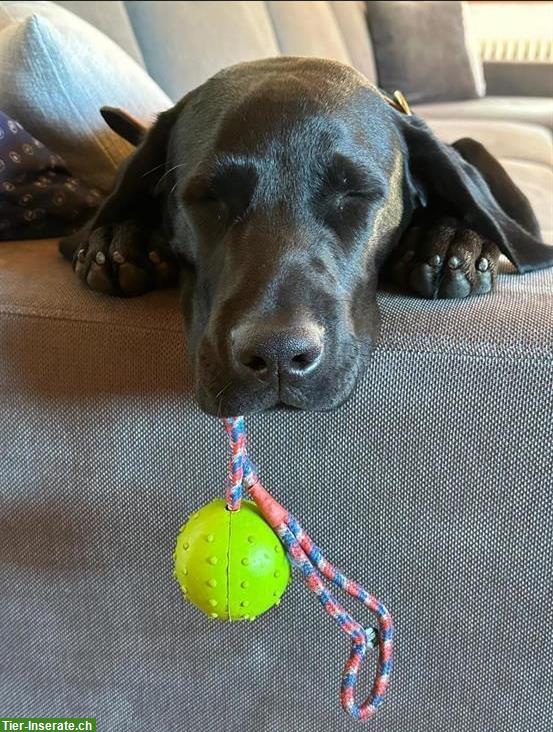 Labrador Rüde Arbeitslinie, Django, 14 Monate