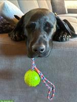 Labrador Rüde Arbeitslinie, Django, 14 Monate