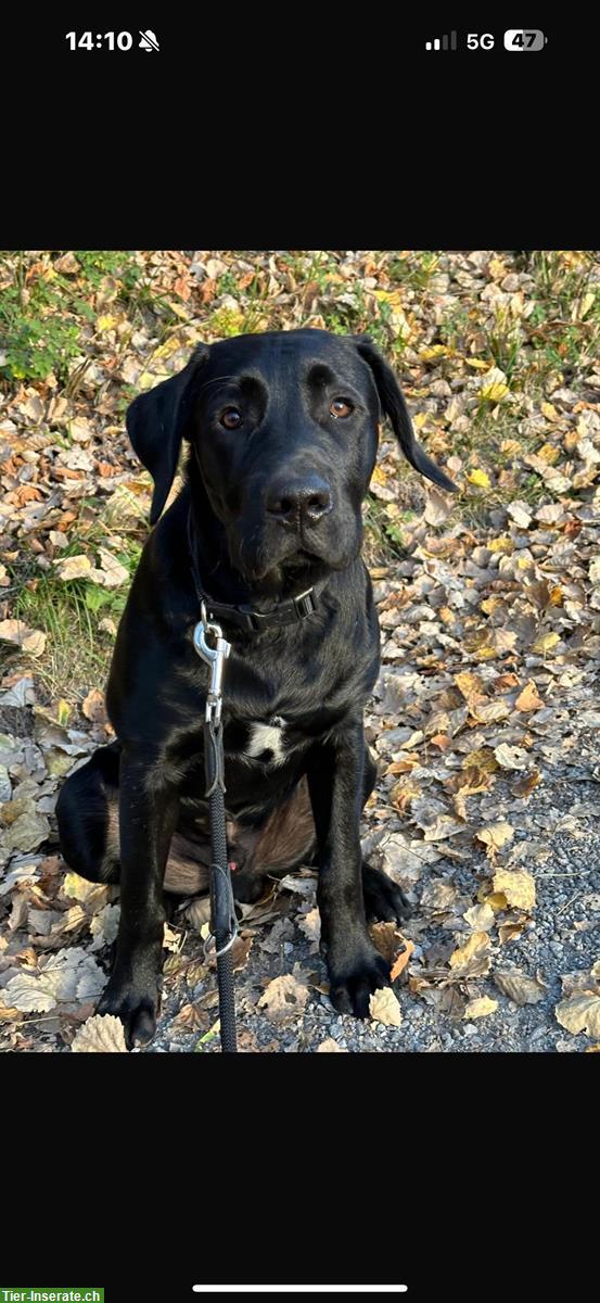 Bild 2: Labrador Rüde Arbeitslinie, Django, 14 Monate