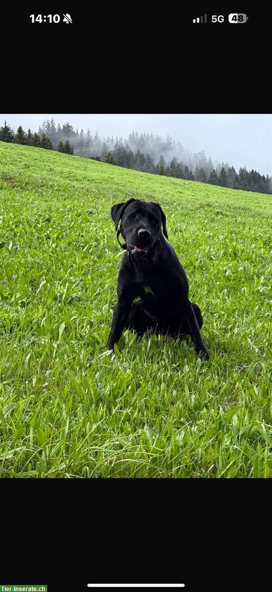 Bild 3: Labrador Rüde Arbeitslinie, Django, 14 Monate