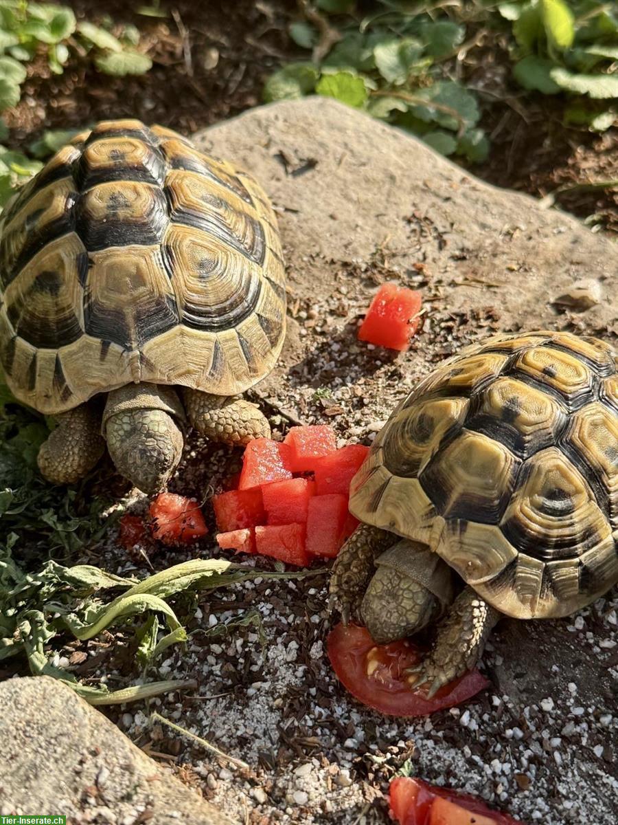 2 griechische Landschildkröten mit Frühbeet und Aussengehege...
