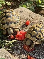2 griechische Landschildkröten mit Frühbeet und Aussengehege...