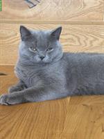 Britisch Kurzhaar Deckkater Leo 1 Jahr