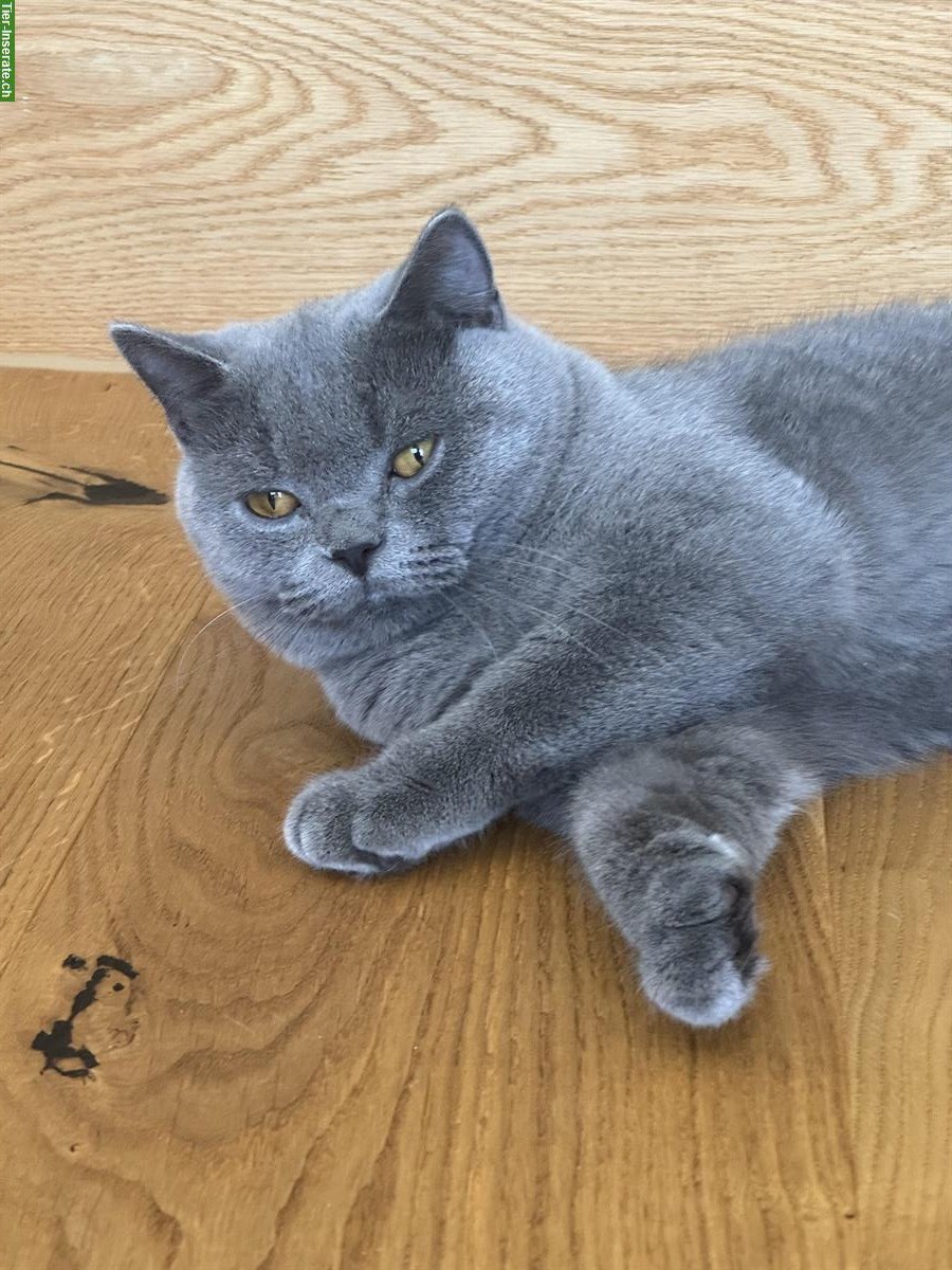 Bild 2: Britisch Kurzhaar Deckkater Leo 1 Jahr