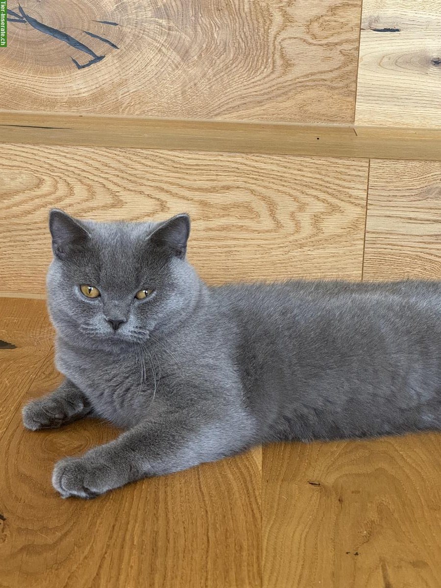 Bild 3: Britisch Kurzhaar Deckkater Leo 1 Jahr