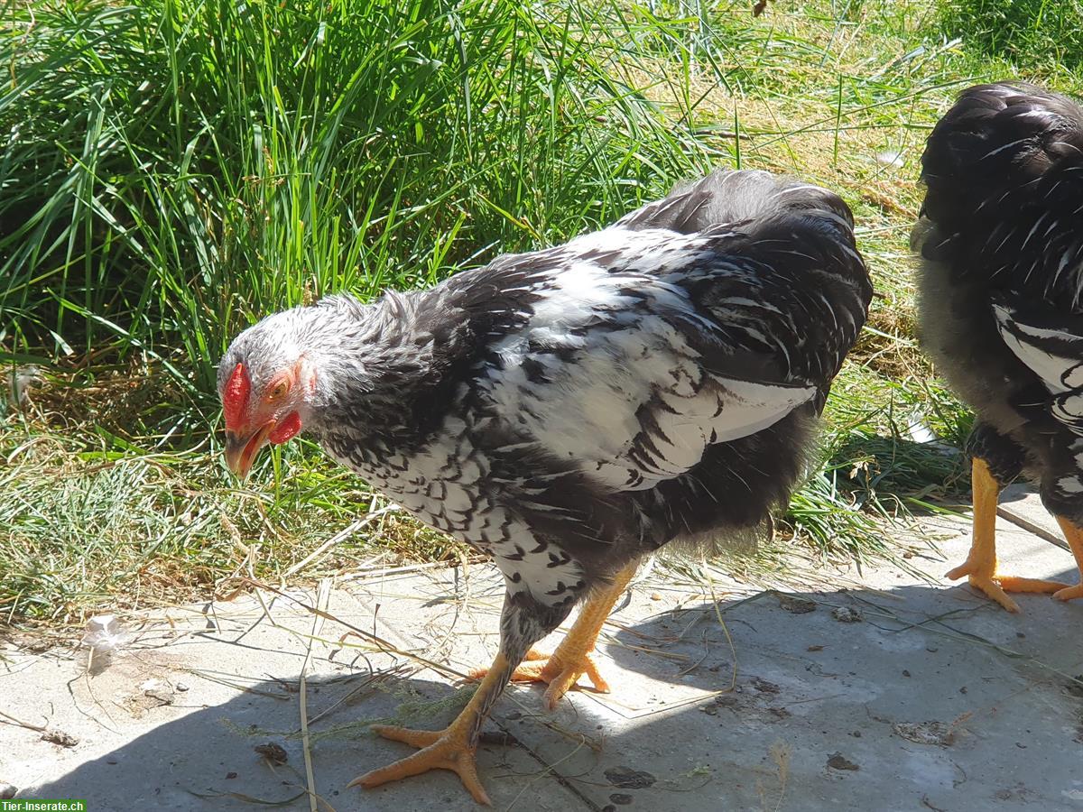 Zwerg-Wyandotten Hahn in silber/schwarz gesäumt