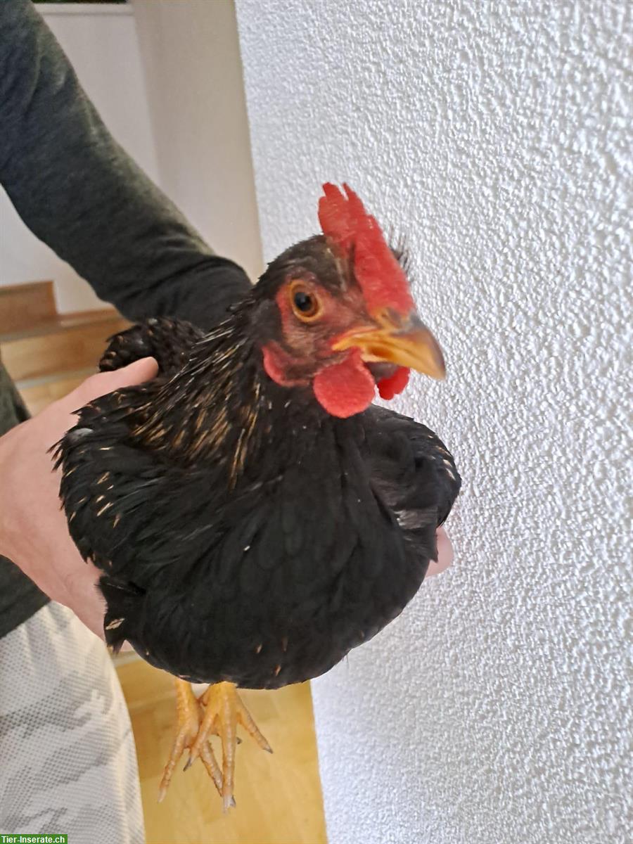 Bild 5: Zwerg-Wyandotten Hahn und Barnevelder Zwerghähne