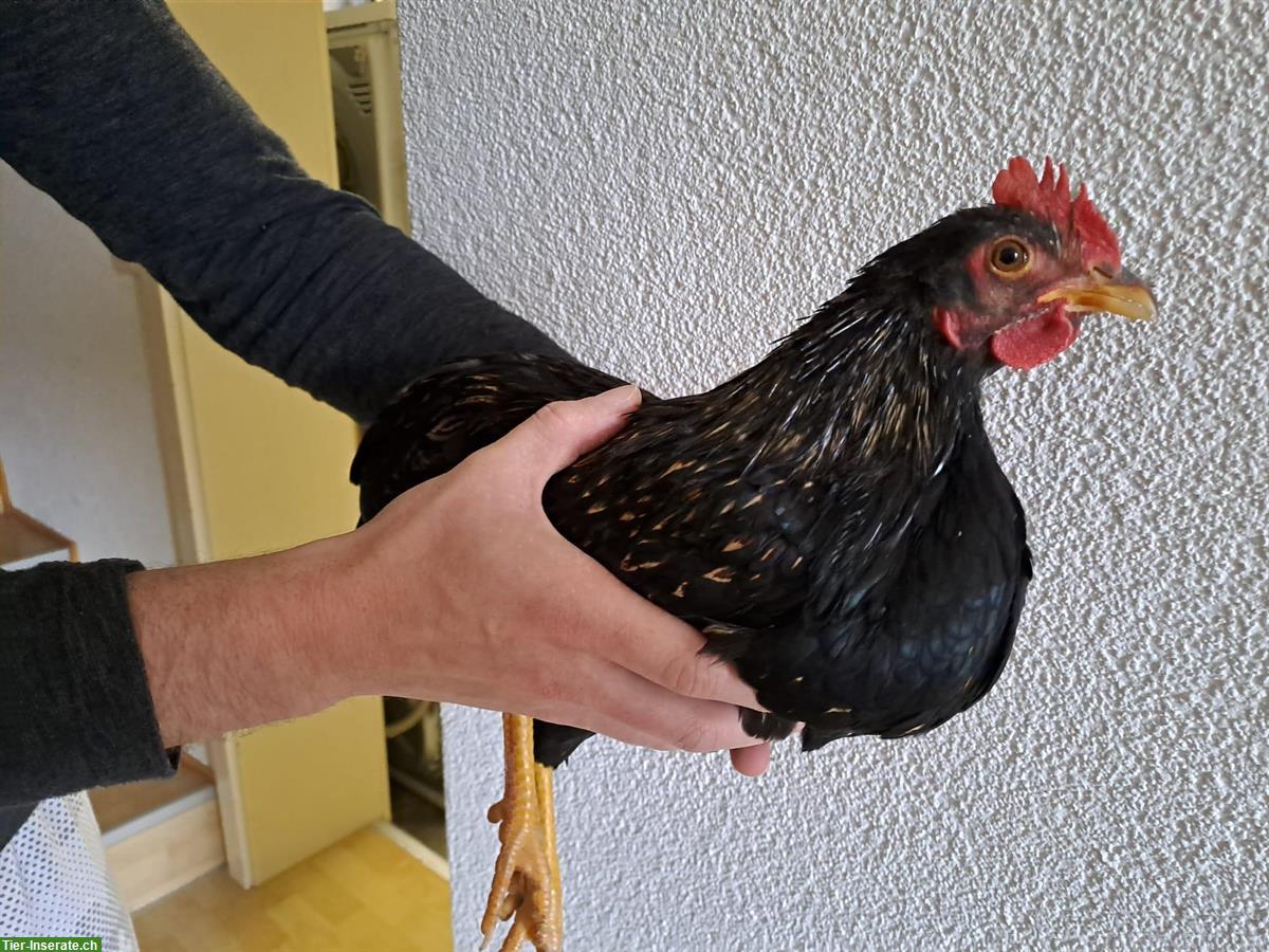 Bild 6: Zwerg-Wyandotten Hahn und Barnevelder Zwerghähne