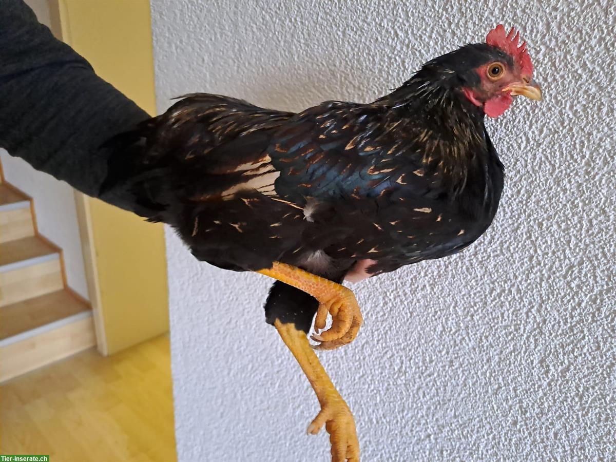 Bild 7: Zwerg-Wyandotten Hahn und Barnevelder Zwerghähne