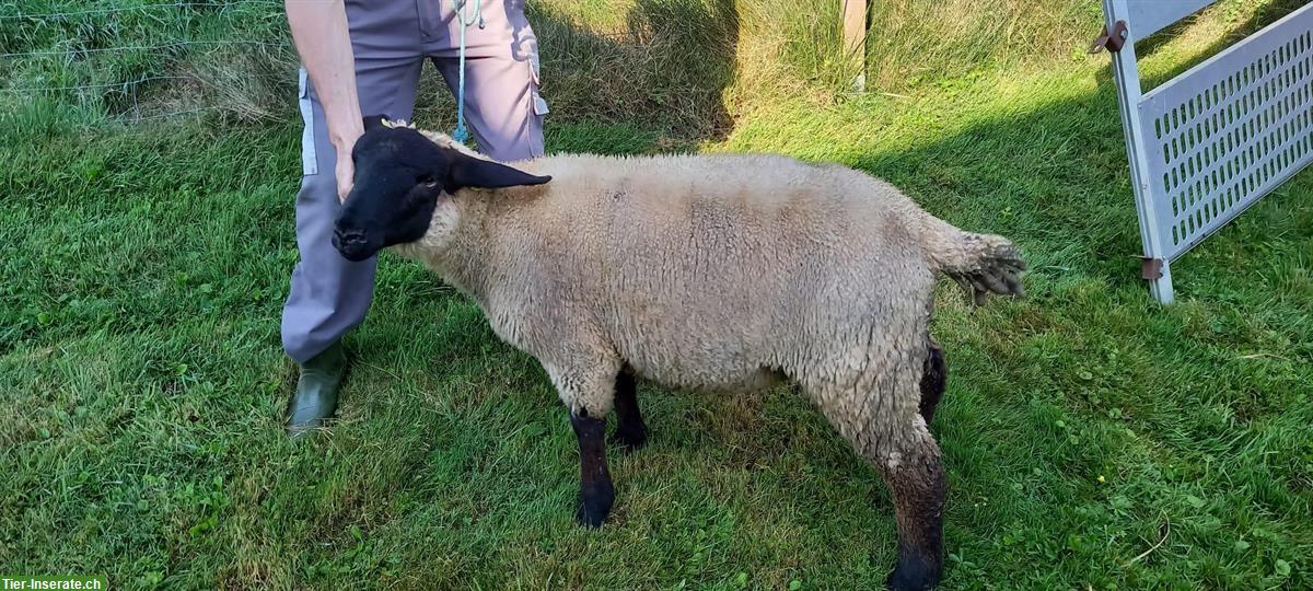 Suffolk Jungwidder und Chilbern