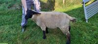 Suffolk Jungwidder und Chilbern