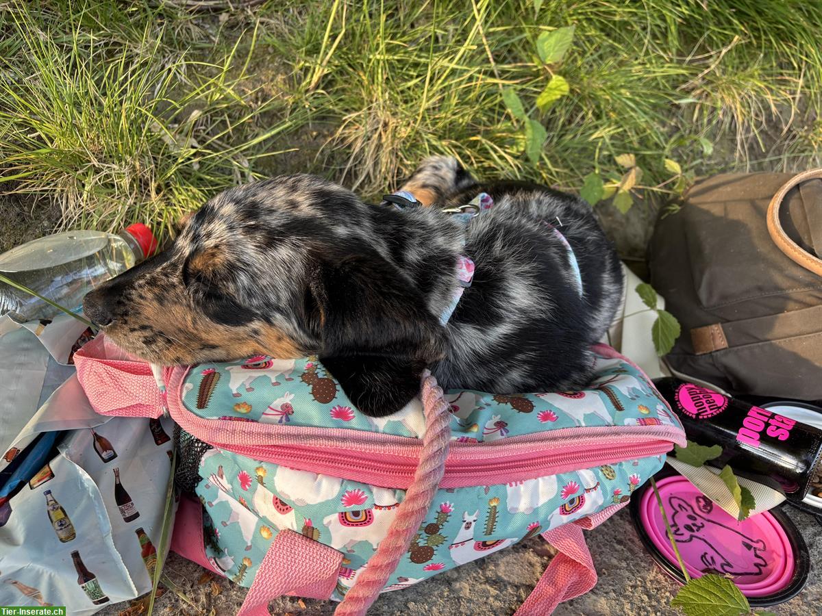 Bild 2: Junge Border Collie Mix Hündin sucht einen Lebensplatz