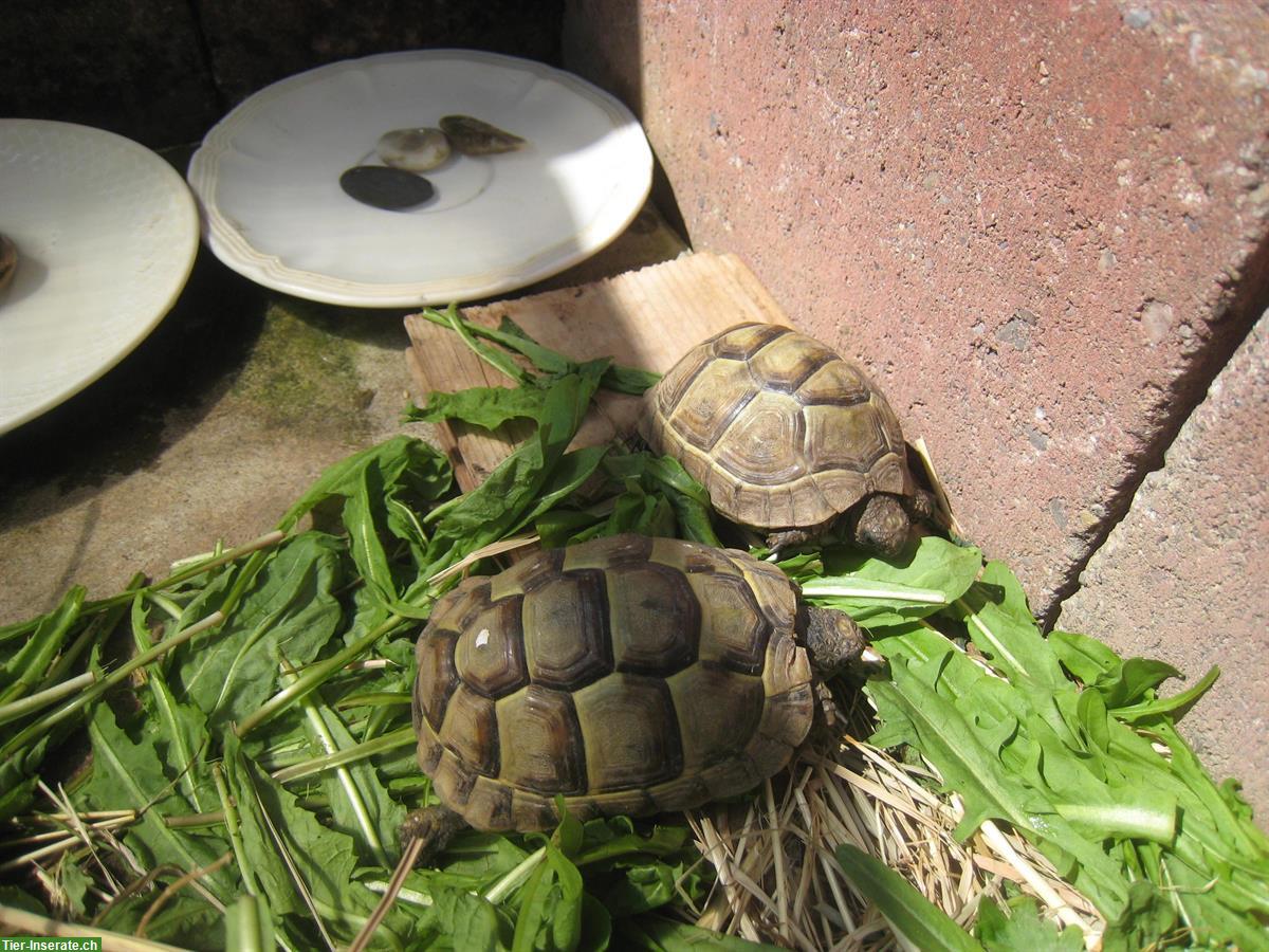 2 Maurische Landschildkröten Babys, Naturbrut, 2,5-jährig