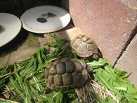 2 Maurische Landschildkröten Babys, Naturbrut, 2,5-jährig