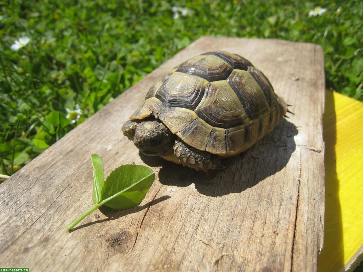 Bild 2: 2 Maurische Landschildkröten Babys, Naturbrut, 2,5-jährig