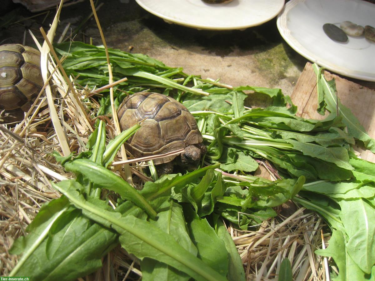 Bild 3: 2 Maurische Landschildkröten Babys, Naturbrut, 2,5-jährig