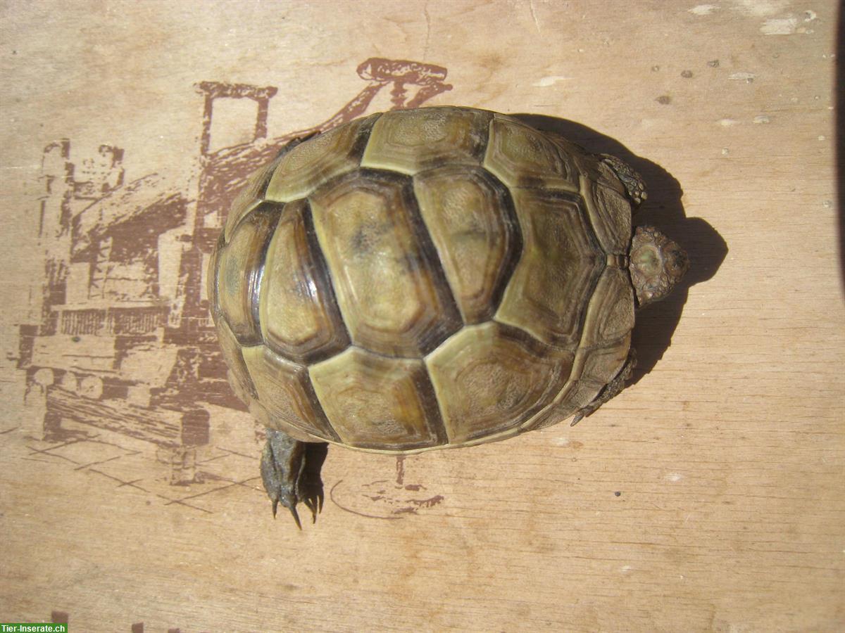 Bild 4: 2 Maurische Landschildkröten Babys, Naturbrut, 2,5-jährig