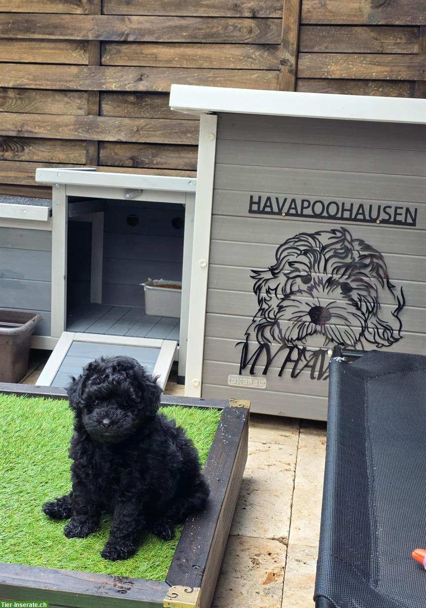 Bild 2: Kleinbleibende Havapoo Welpen, nichthaarend