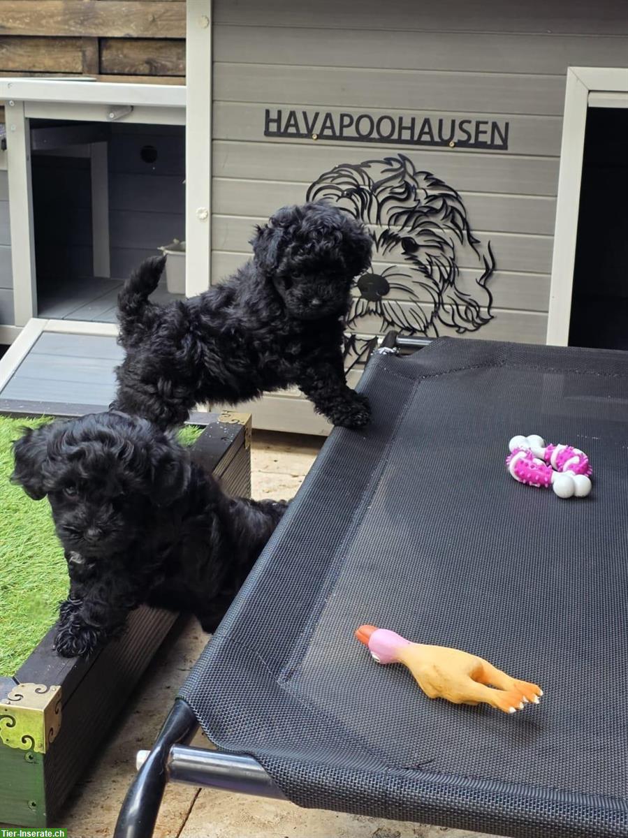 Bild 3: Kleinbleibende Havapoo Welpen, nichthaarend