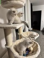 Wunderschöne BKH Kitten suchen neues Zuhause ab August