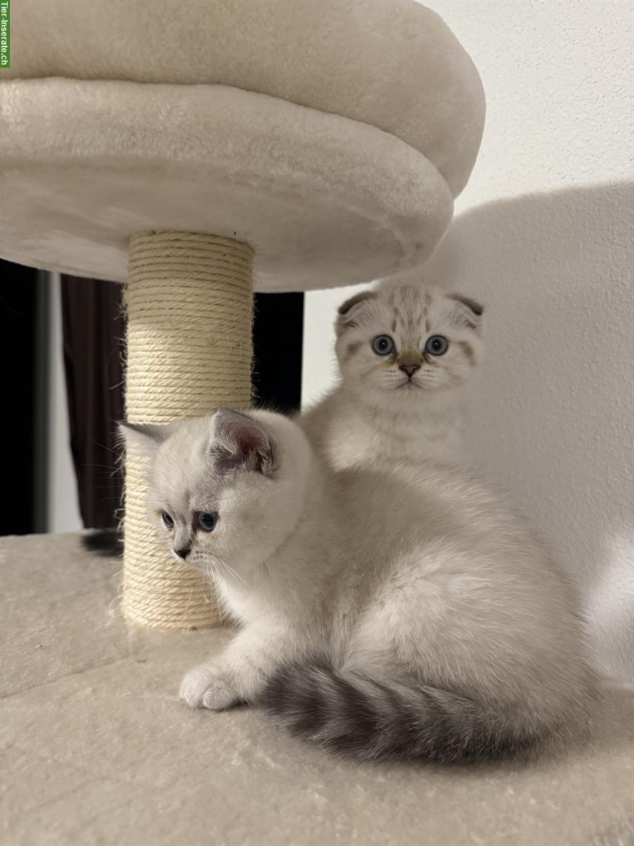 Bild 2: Wunderschöne BKH Kitten suchen neues Zuhause ab August
