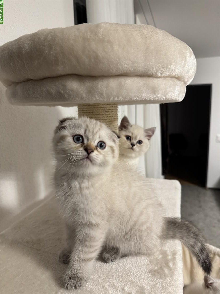 Bild 3: Wunderschöne BKH Kitten suchen neues Zuhause ab August