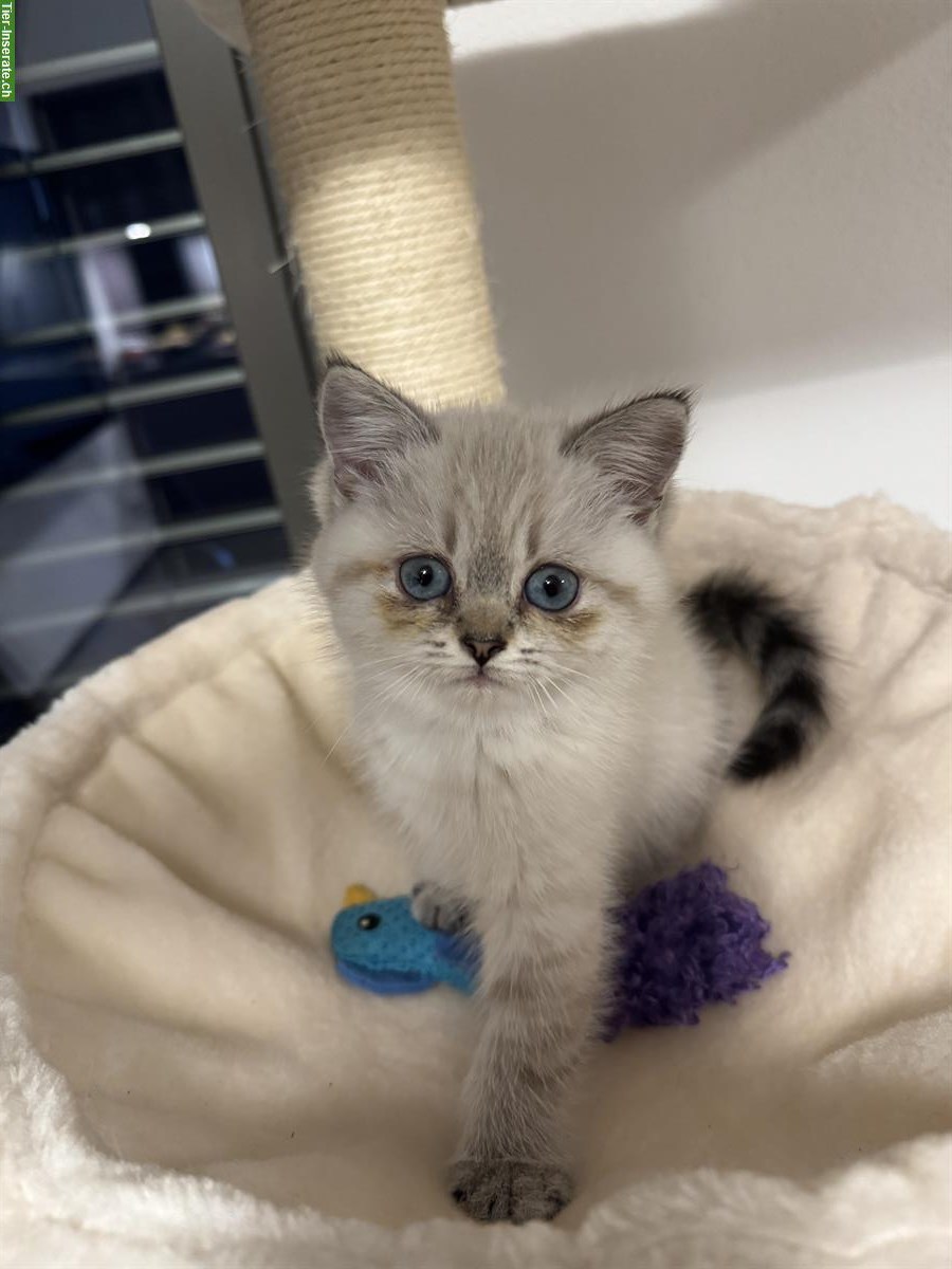 Bild 4: Wunderschöne BKH Kitten suchen neues Zuhause ab August