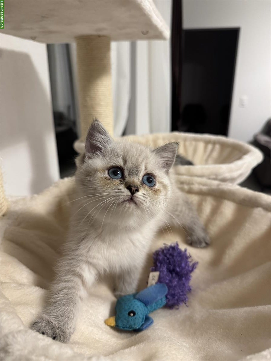 Bild 5: Wunderschöne BKH Kitten suchen neues Zuhause ab August