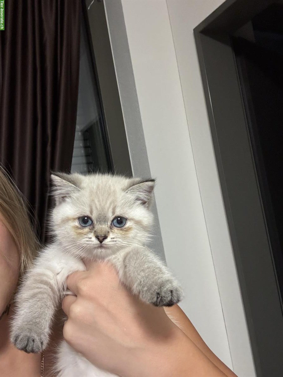 Bild 6: Wunderschöne BKH Kitten suchen neues Zuhause ab August