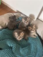 Scottish Fold mix Kitten suchen ein Zuhause