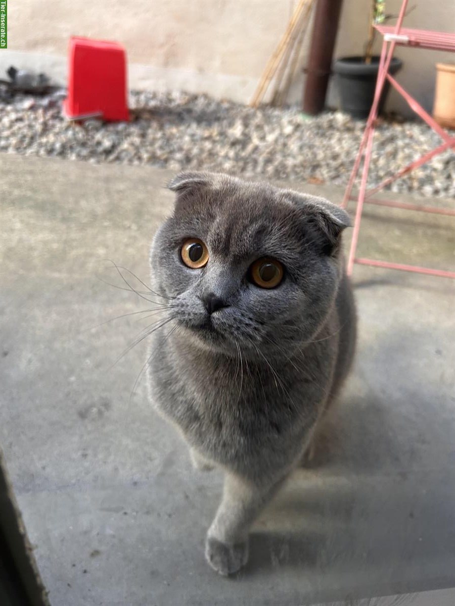 Bild 2: Scottish Fold mix Kitten suchen ein Zuhause