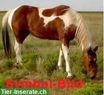Traumpferd, absolutes Verlasspferd gesucht