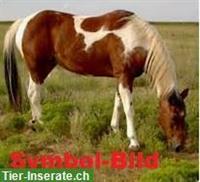 Traumpferd, absolutes Verlasspferd gesucht