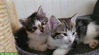 Junge Katzen suchen ein liebevolles Zuhause