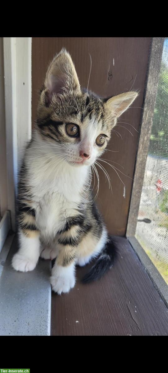 Bild 2: Junge Katzen suchen ein liebevolles Zuhause