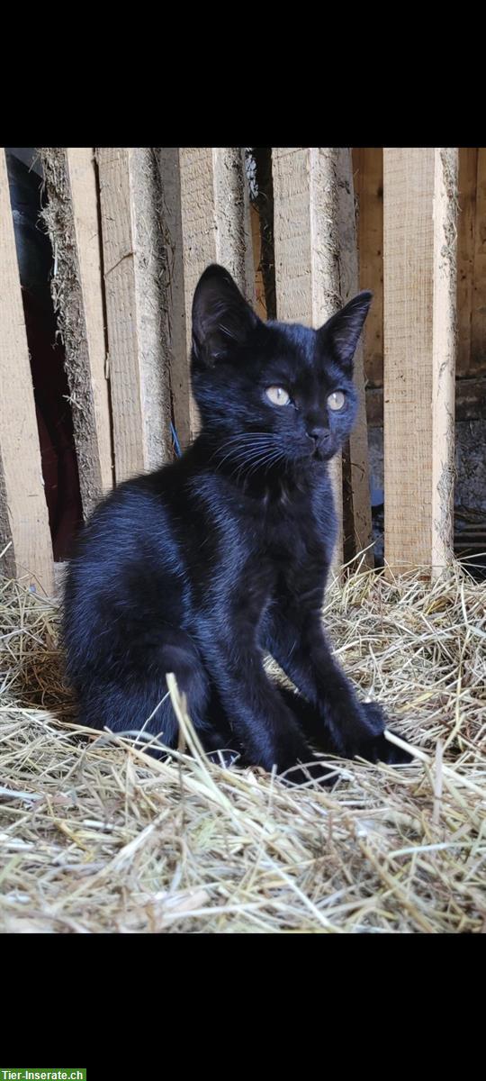 Bild 3: Junge Katzen suchen ein liebevolles Zuhause