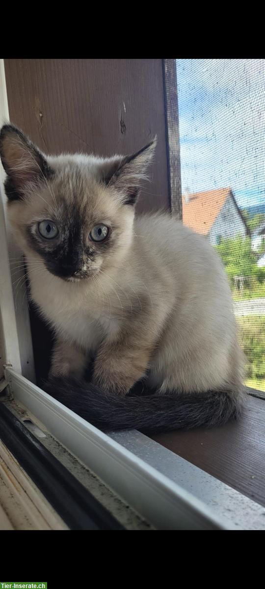 Bild 4: Junge Katzen suchen ein liebevolles Zuhause