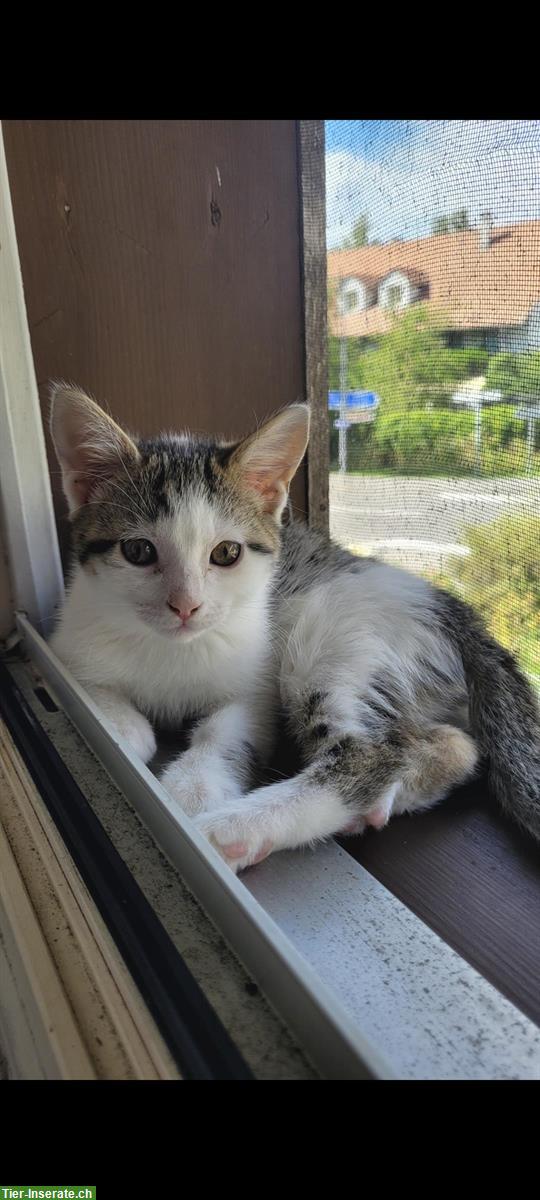Bild 5: Junge Katzen suchen ein liebevolles Zuhause