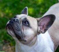 Französische Bulldogge Hündin sucht neuen Lebensplatz