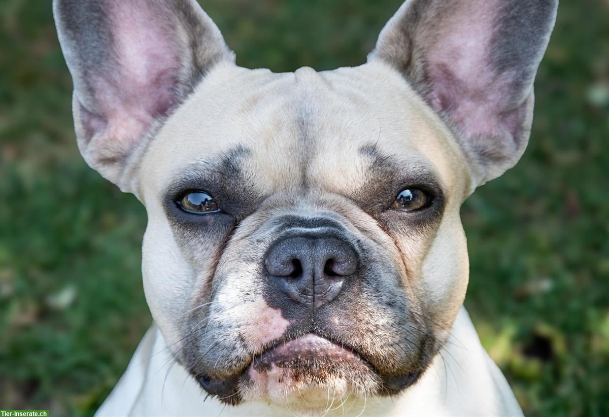 Bild 2: Französische Bulldogge Hündin sucht neuen Lebensplatz