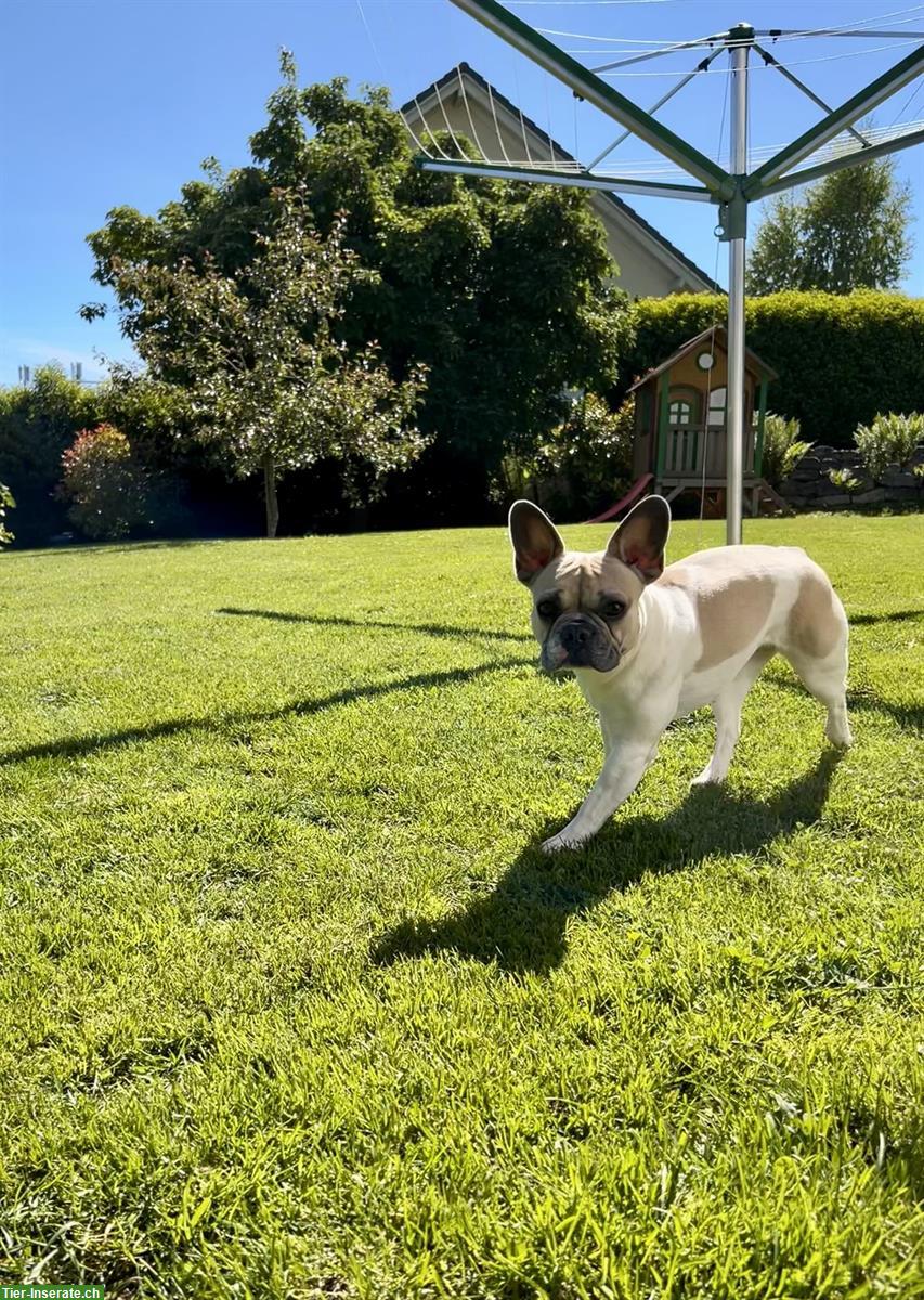 Bild 3: Französische Bulldogge Hündin sucht neuen Lebensplatz