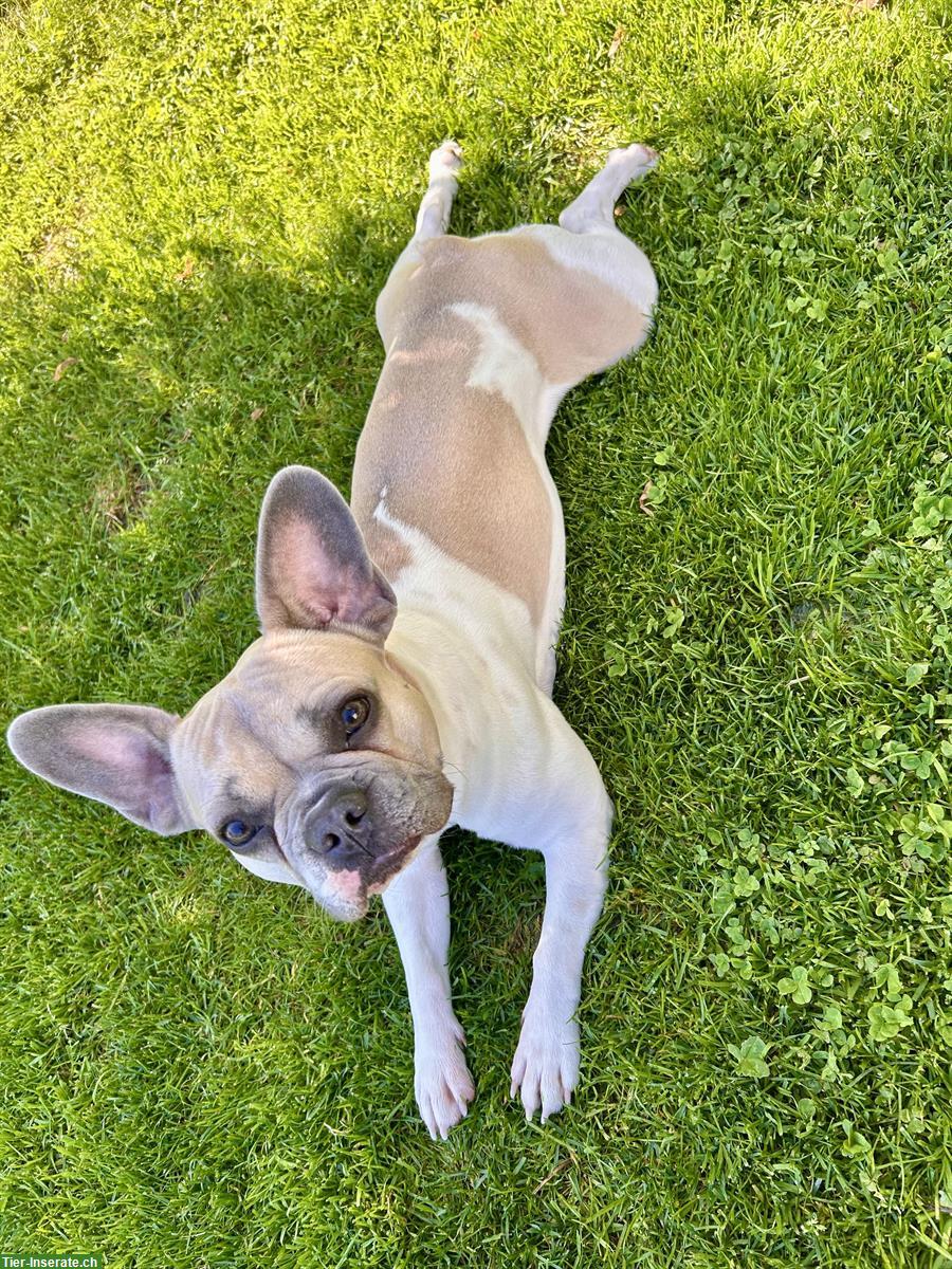 Bild 4: Französische Bulldogge Hündin sucht neuen Lebensplatz