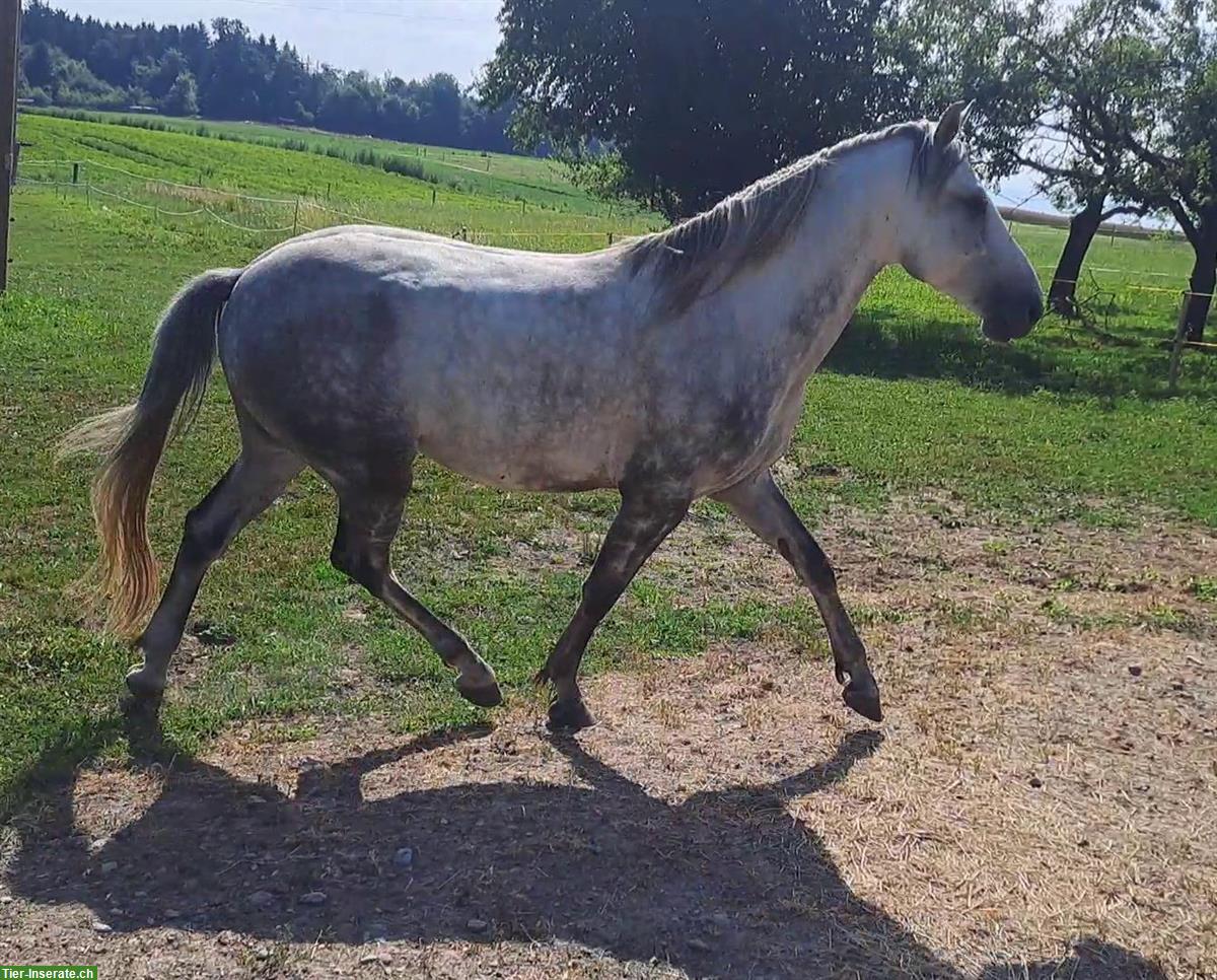 Bild 3: Typvoller 4-jähriger Berber Wallach zu verkaufen
