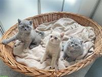 BKH Kitten reinrassig mit Stammbaum - 2 frei