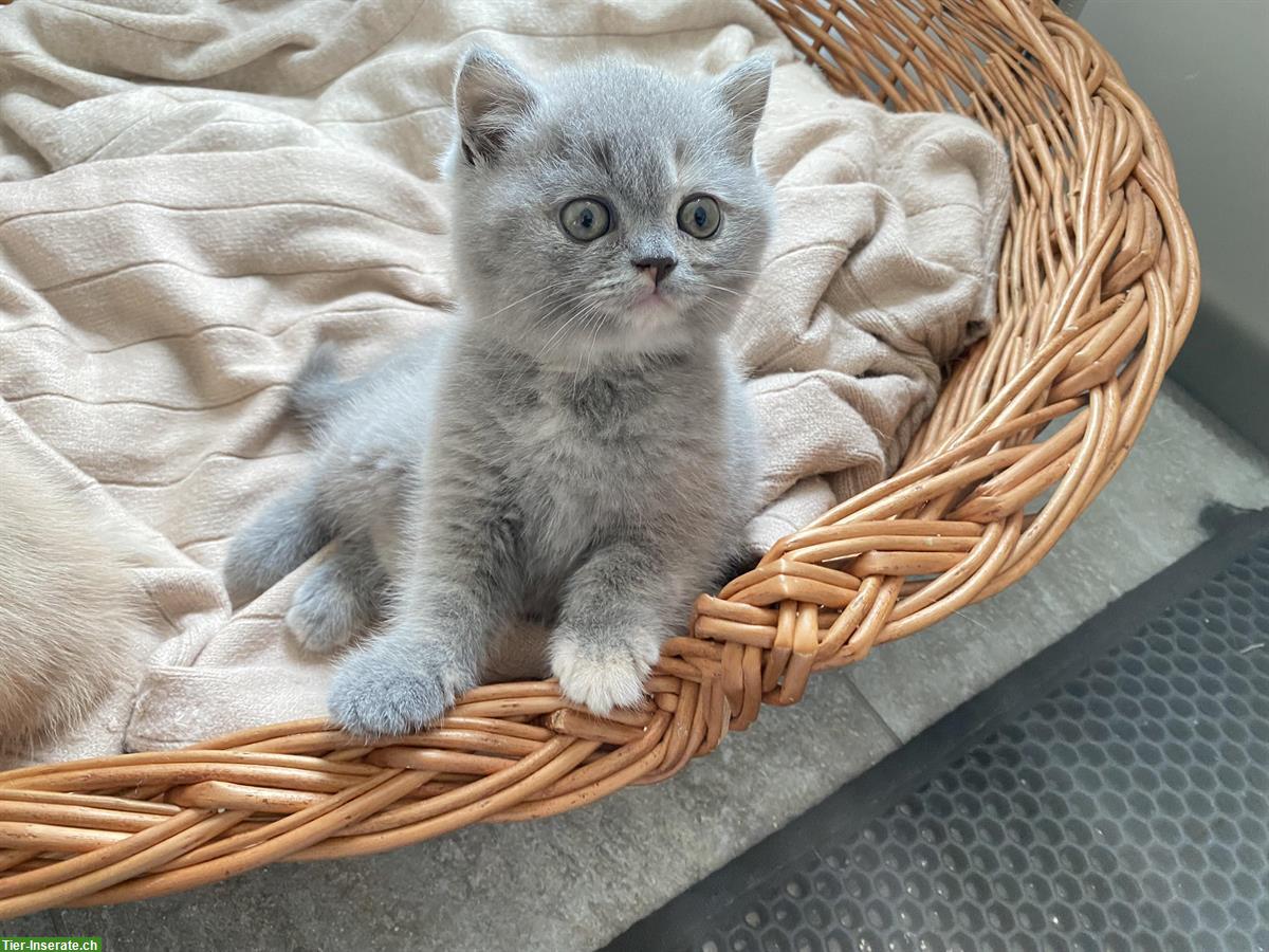 Bild 2: BKH Kitten reinrassig mit Stammbaum - 2 frei
