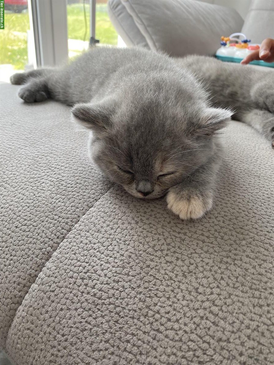 Bild 3: BKH Kitten reinrassig mit Stammbaum - 2 frei