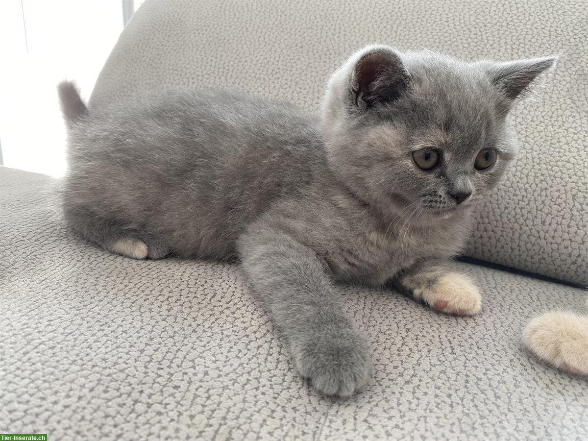 Bild 4: BKH Kitten reinrassig mit Stammbaum - 2 frei