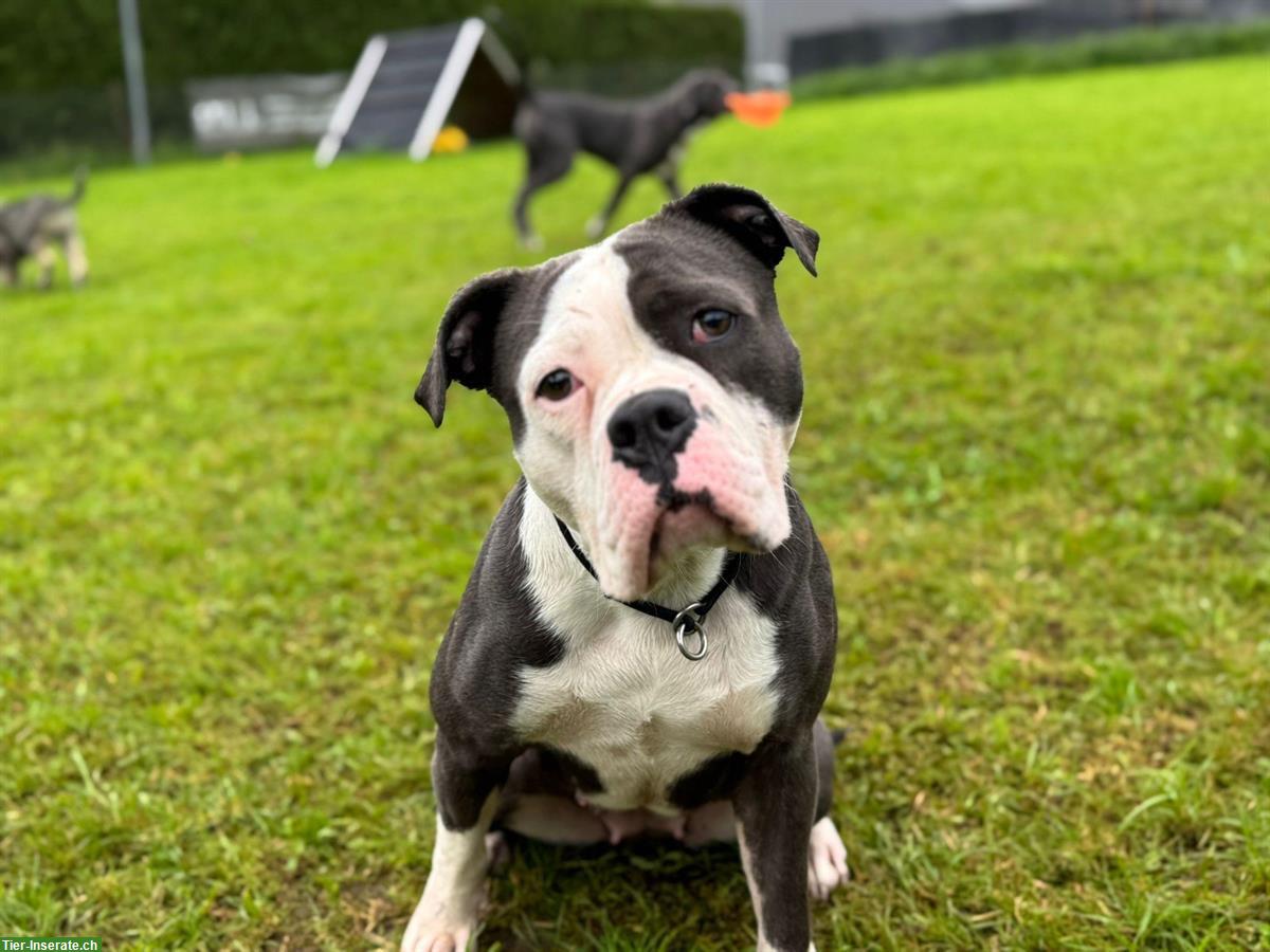 Old English Bulldog Hündin mit Stammbaum